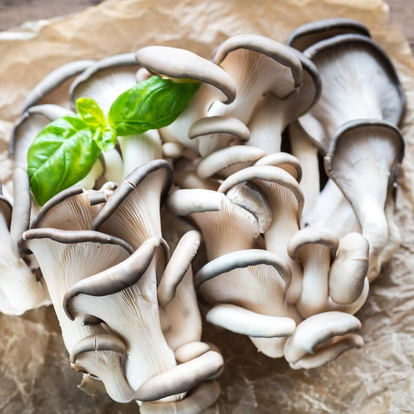 Mushrooms Oyster [Punnet] - Fruit Thyme