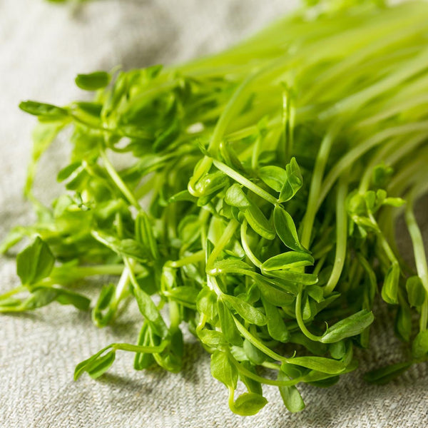 Snow Pea Sprouts [punnet] - Fruit Thyme