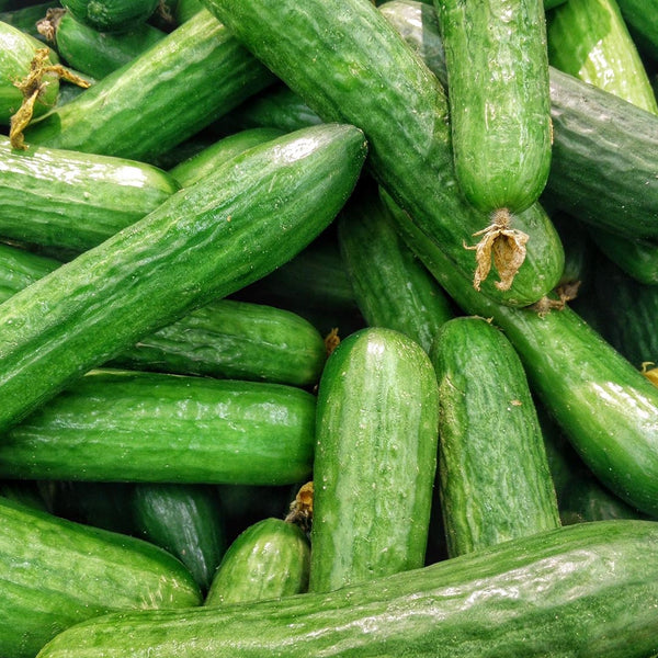 Cucumber Lebanese [each] - Fruit Thyme