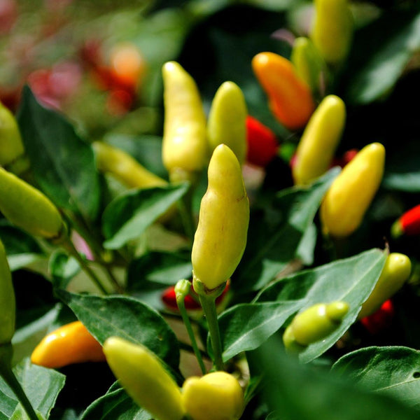 Chillies Birds Eye [200g] - Fruit Thyme