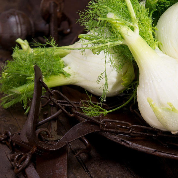 Fennel [each] - Fruit Thyme