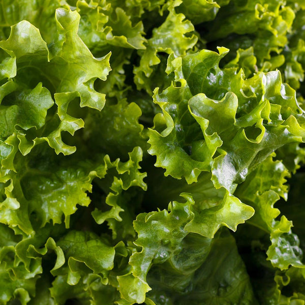 Lettuce Hydro Green [each] - Fruit Thyme