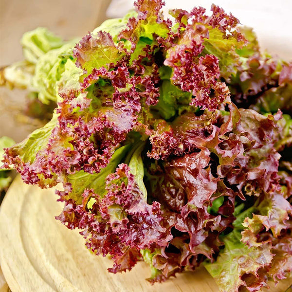 Lettuce Hydro Red [each] - Fruit Thyme