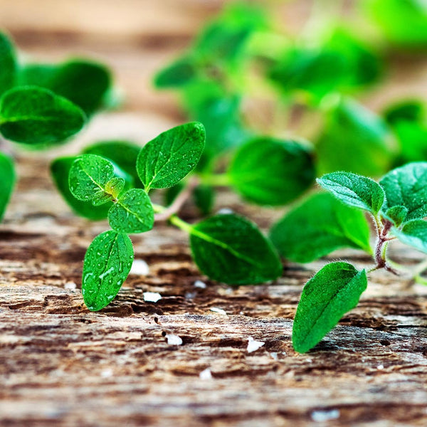 Oregano [bunch] - Fruit Thyme