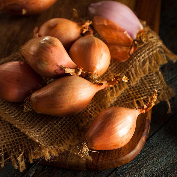 Shallots Golden [200 gram pack] - Fruit Thyme