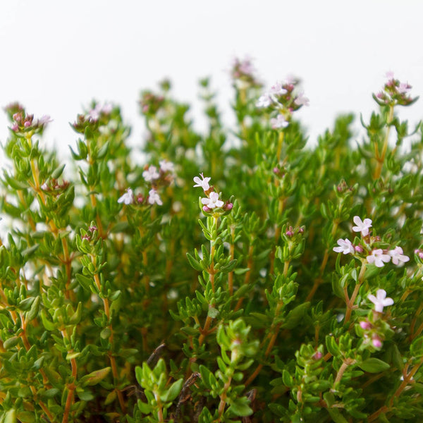 Thyme Lemon [bunch] - Fruit Thyme